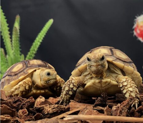 0000s 0000s 0013 Sulcata Tortoise e1575307528765