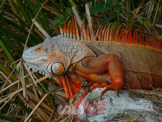 Cuban Iguana 010