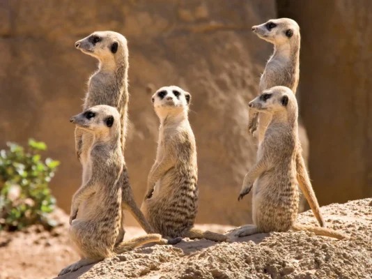 Meerkats suricata suricatta members mongoose family southwestern Africa