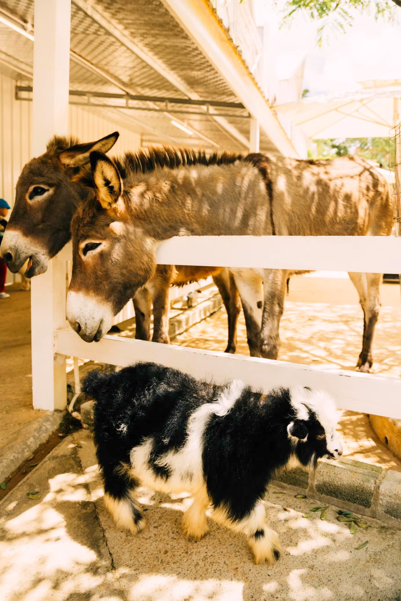 nông trại puppy farm Đà Lạt