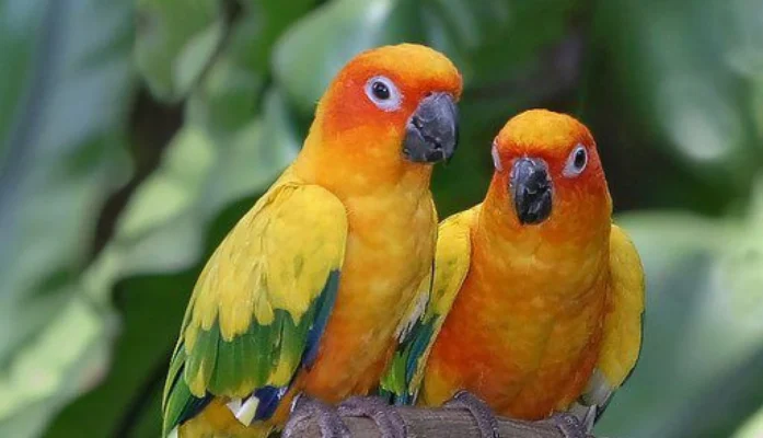 Sun Conure Slider 1
