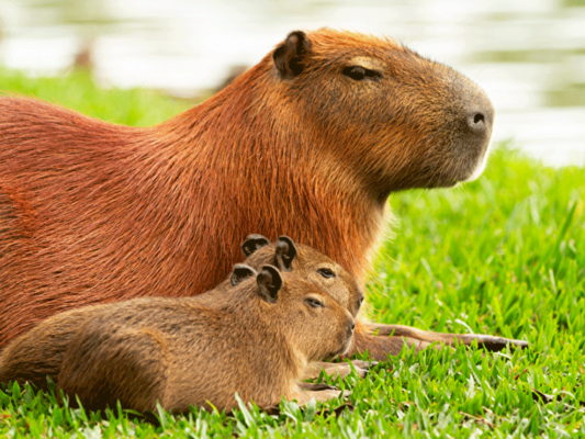 capybara nachwuchs 760x570 1