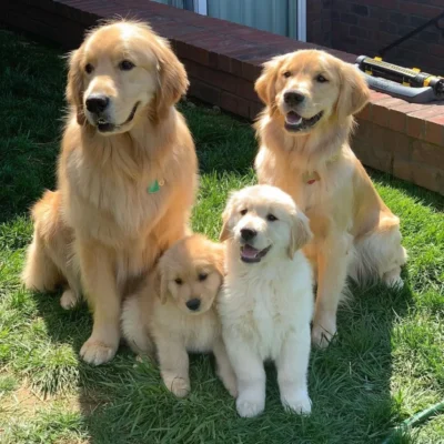denvers golden life 1024x1024 1