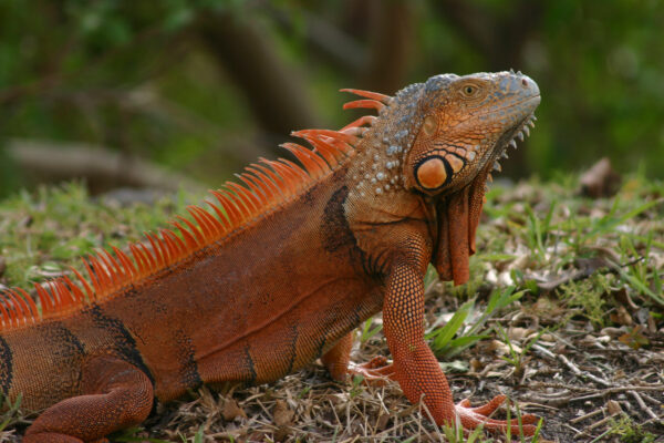 iguana IIGU Hollywood 1d