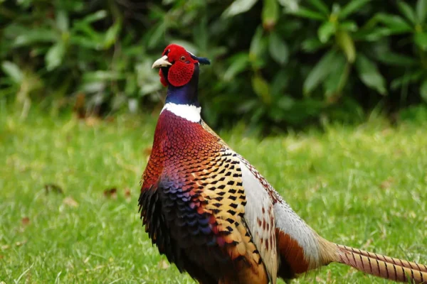 pheasants a glimpse into the world of these beautiful birds 803163