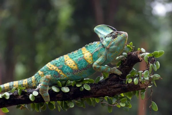 veiled chameleon reptifiles care sheet