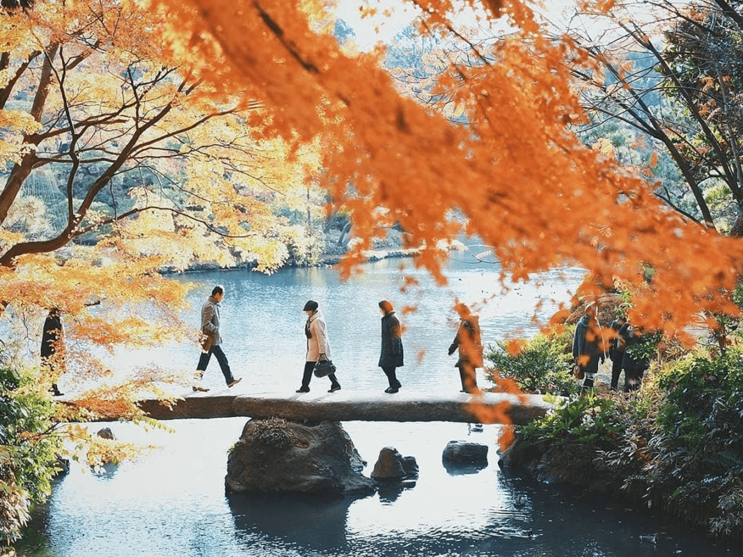 Mùa lá đỏ Nhật Bản thật xinh đẹp tại Công viên Yoyogi 
