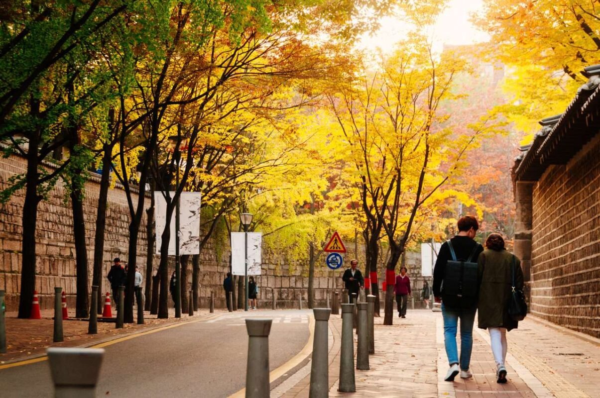 Thủ đô xứ Hàn này sẽ bừng lên lộng lẫy bởi hàng cây ngân hạnh óng ả