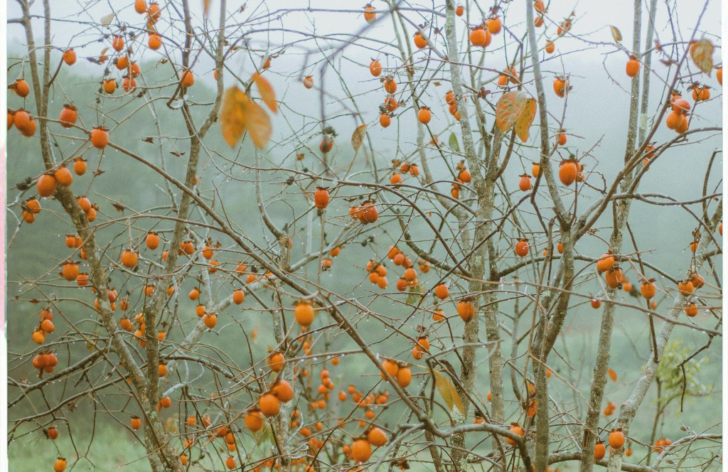mùa hồng ở Đà Lạt