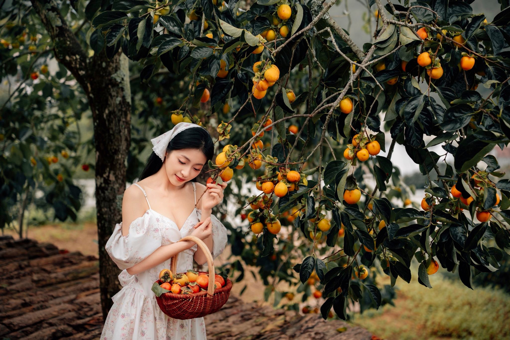 hồng treo gió đà lạt
