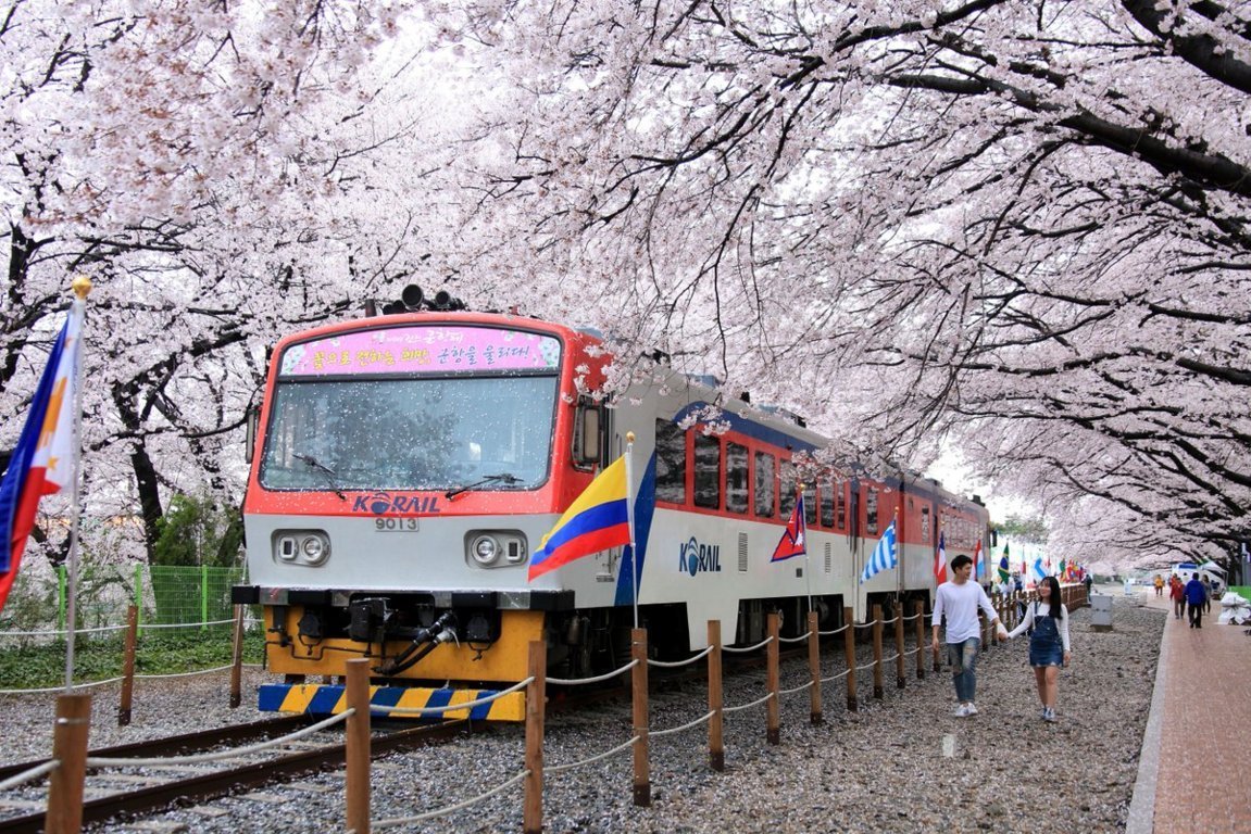 Jinhae là nơi tổ chức lễ hội mùa hoa anh đào Hàn Quốc nổi tiếng