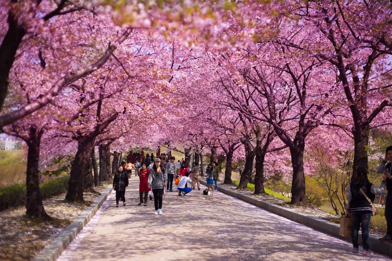 Hàn quốc mùa hoa anh đào