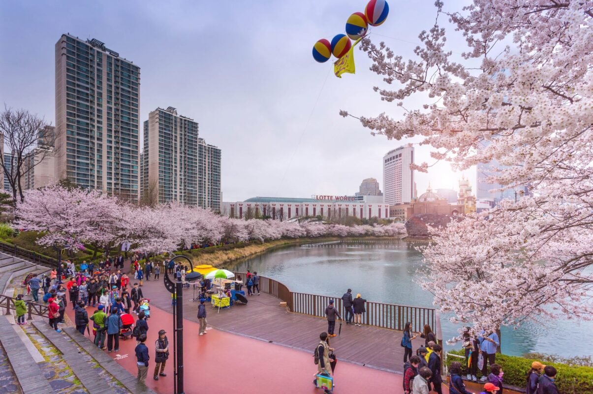 Mùa hoa anh đào Hàn Quốc với vẻ đẹp tươi mới của sắc xuân