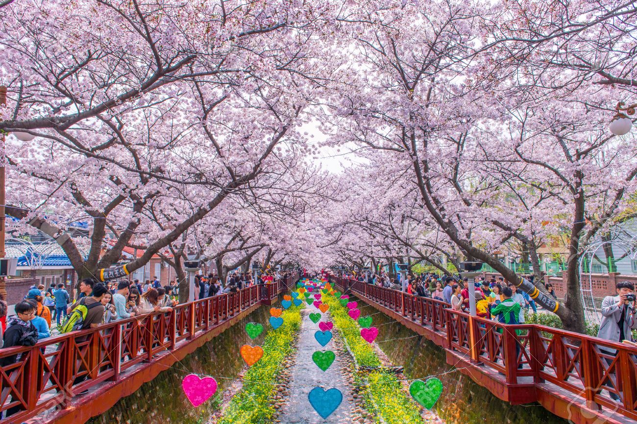 Lễ hội hoa anh đào Hàn Quốc