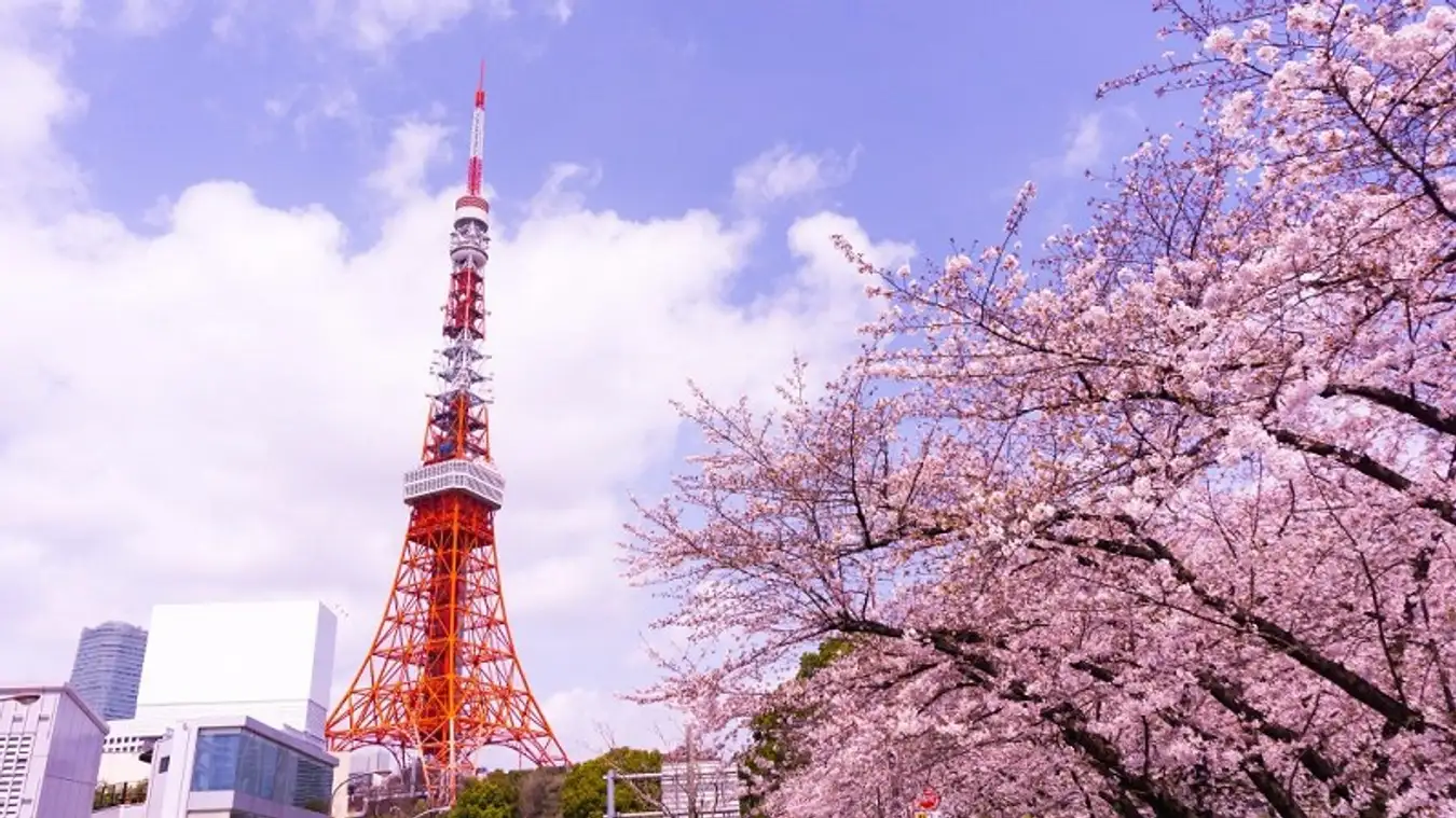 Tháp Tokyo là địa điểm ngắm hoa anh đào Nhật Bản vô cùng đẹp mắt