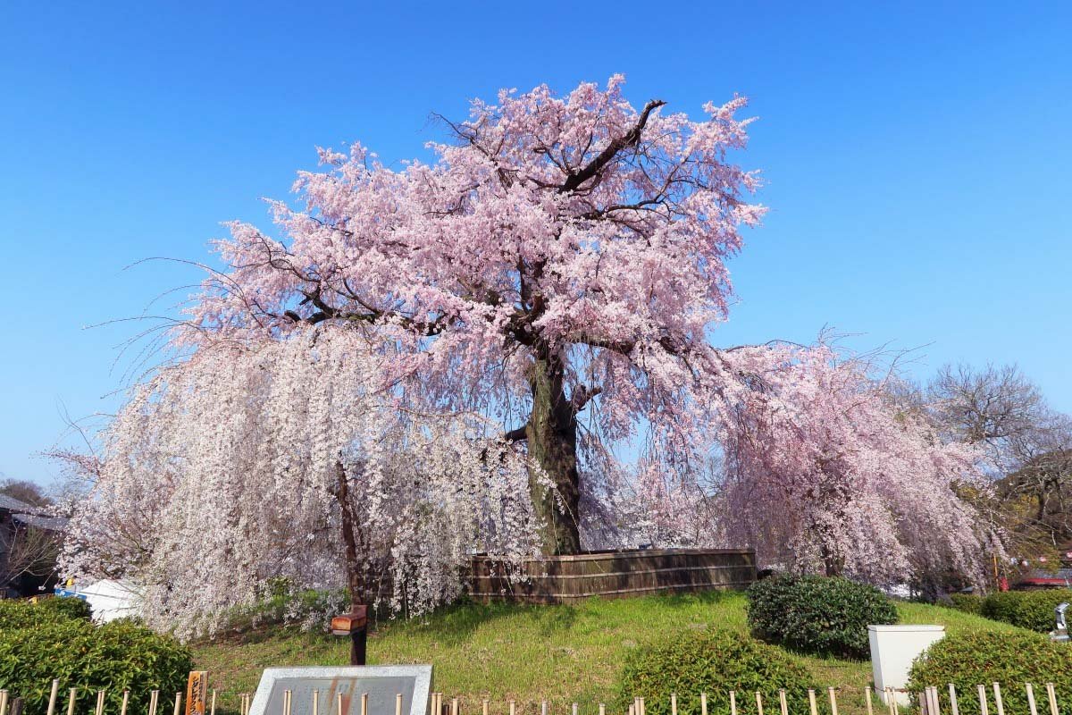 Nhật Bản mùa xuân - Công viên Maruyama được xây dựng vào năm 1886 