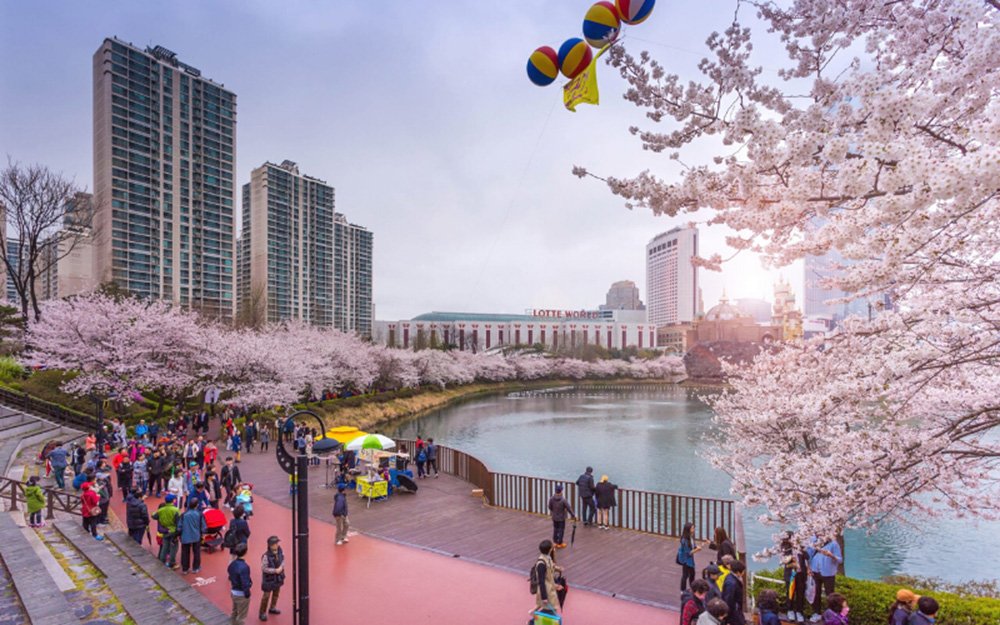 Các lễ hội mùa hoa anh đào Hàn Quốc nổi bật