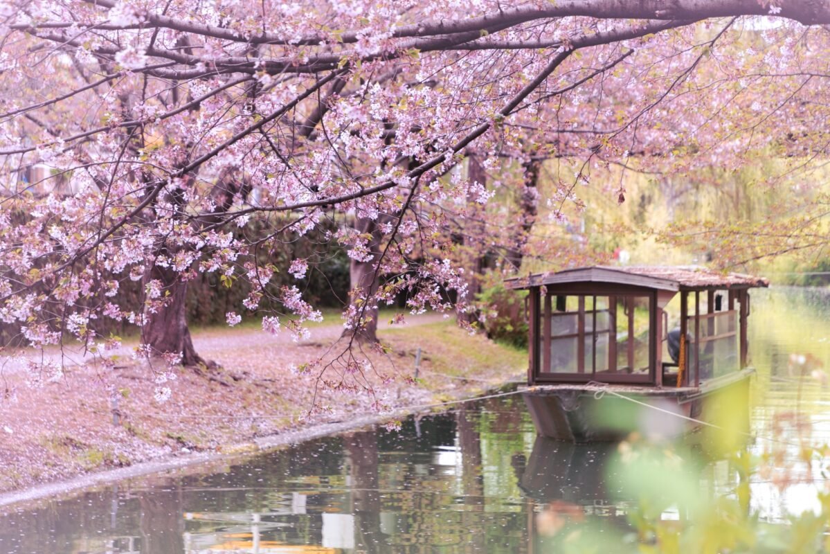 Vẻ đẹp Nhật Bản mùa xuân tại chùa Daigo-Ji ở Fushimi-ku
