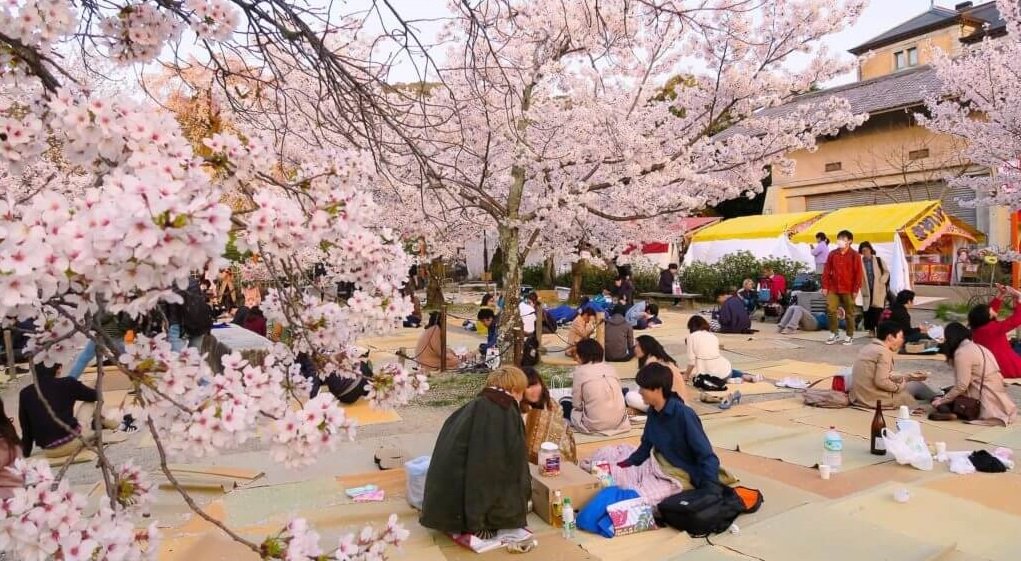Lễ hội ngắm hoa - Văn hóa Nhật Bản mùa xuân