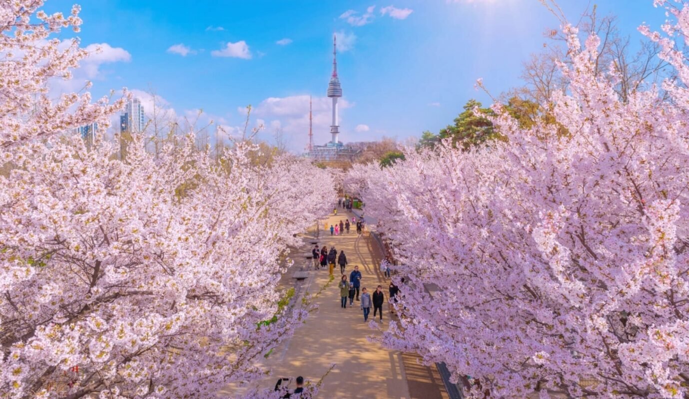 Lễ hội hoa anh đào Hàn Quốc được tổ chức khi hoa nở rộ
