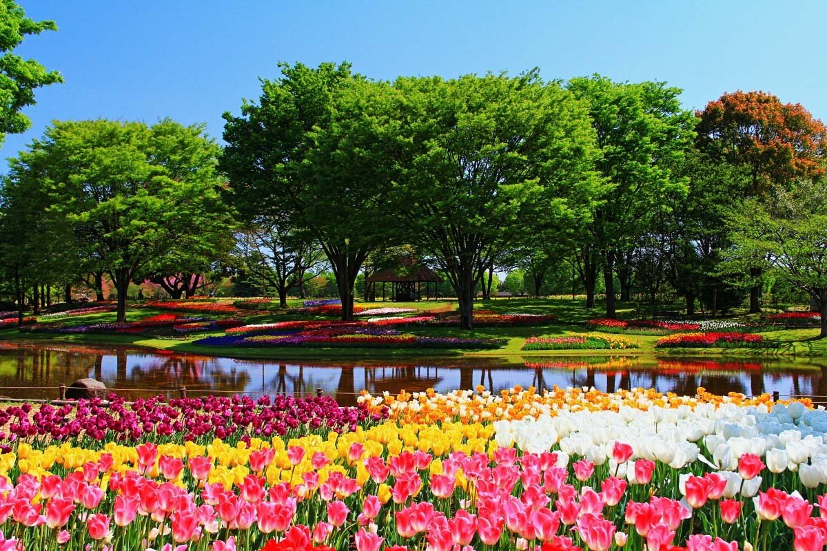 Công viên hoa Showa Kinen - Sắc hoa tươi tắn ngày hè
