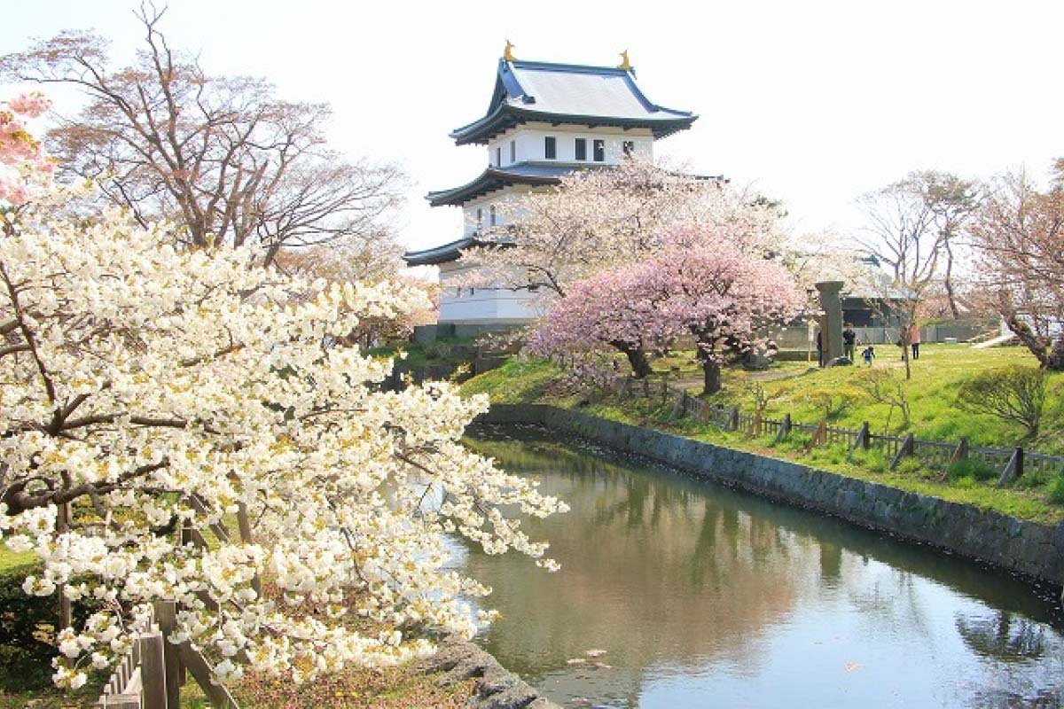 Công viên Matsumae, địa điểm ngắm hoa anh đào ở Nhật đẹp nên thơ