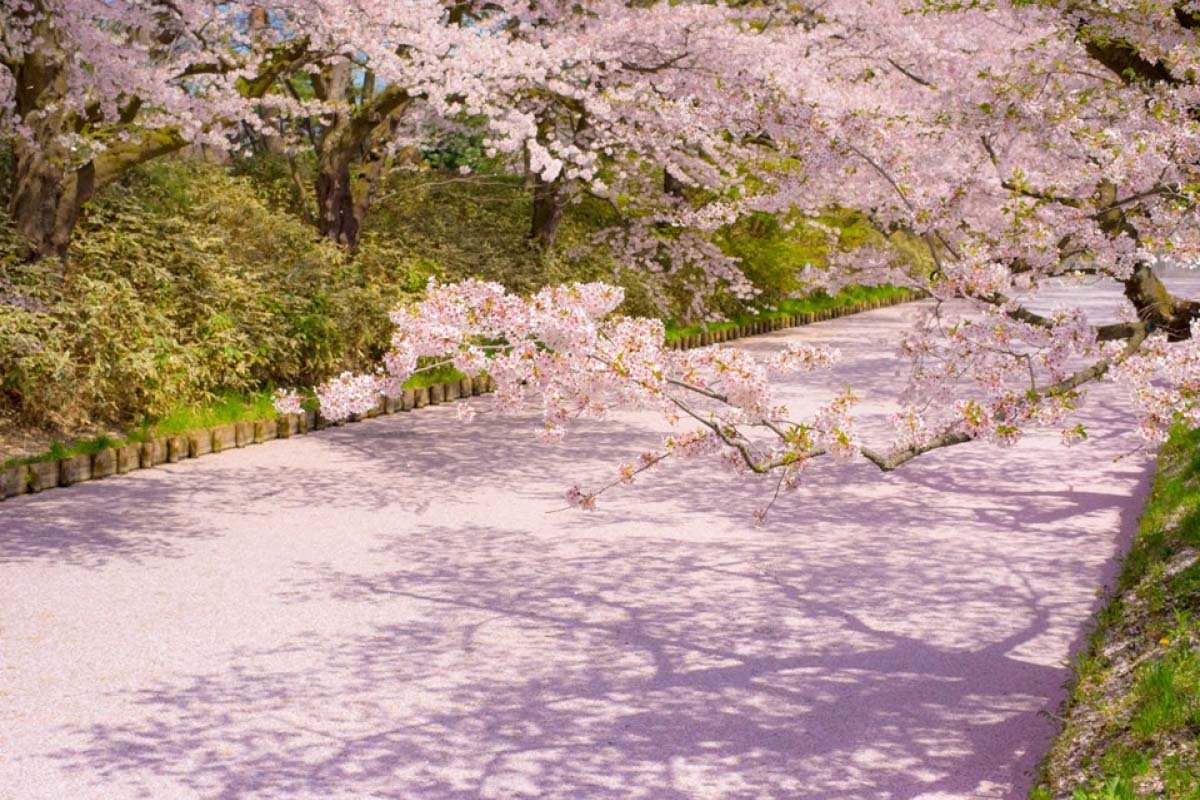 Con đường Triết gia - Địa điểm ngắm hoa anh đào ở Nhật