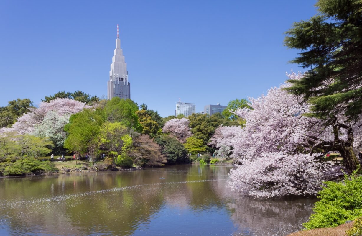 Công viên Shinjuku - Top địa điểm ngắm hoa anh đào ở Nhật 