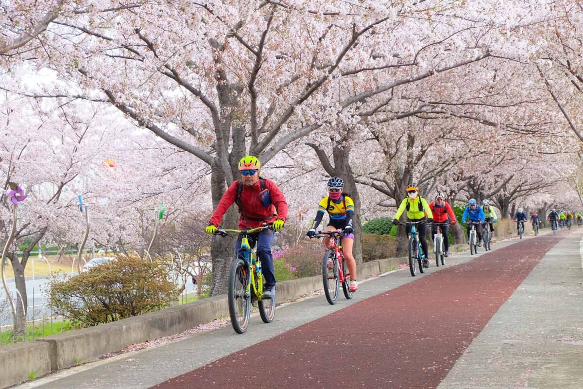 Các hoạt động được diễn ra dưới tán hoa anh đào để chào mừng mùa xuân Hàn Quốc