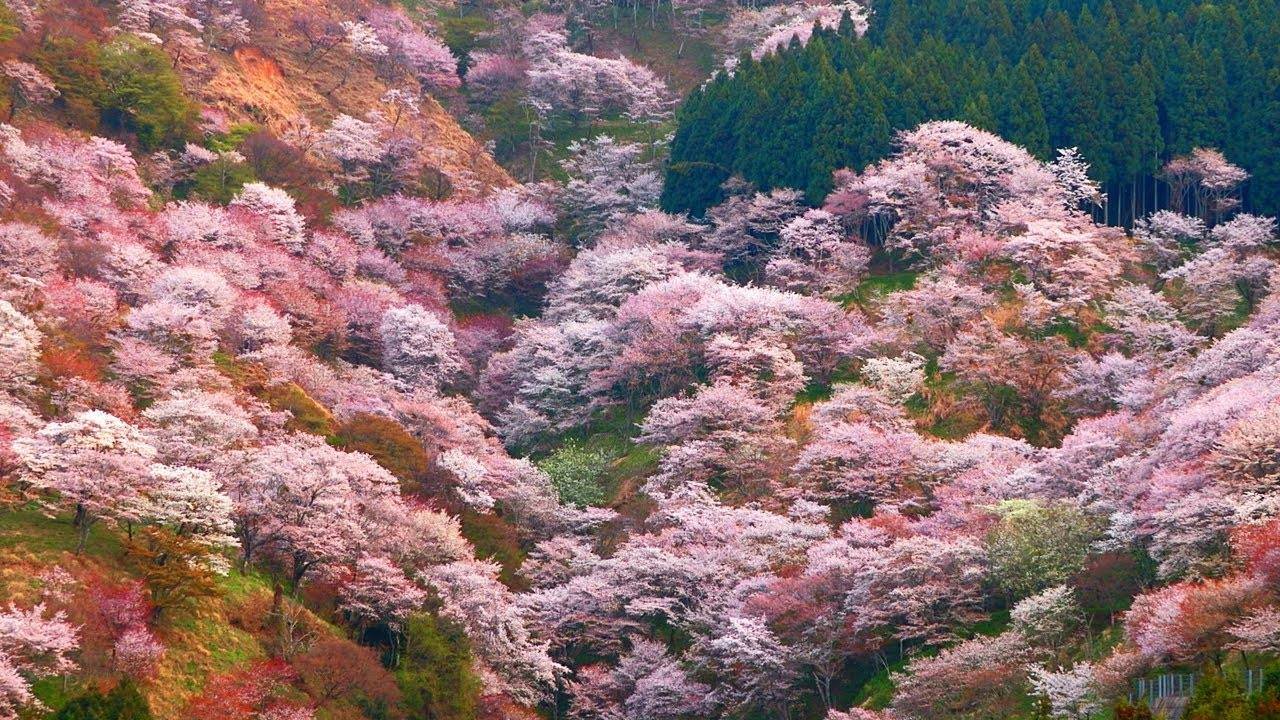 Địa điểm ngắm hoa anh đào ở Nhật khoe sắc -Núi Yoshino