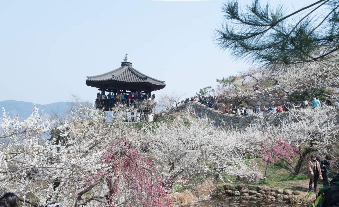 Hoa mơ - “sứ giả” của mùa xuân Hàn Quốc