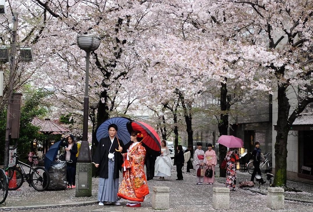 Lễ hội hoa anh đào Nhật Bản hay còn gọi là Hanami 