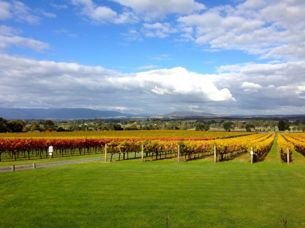 Thung lũng Yarra nổi tiếng với những nhà máy sản xuất rượu vang