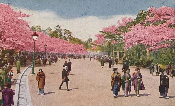 Hanami Nhật Bản hoa anh đào