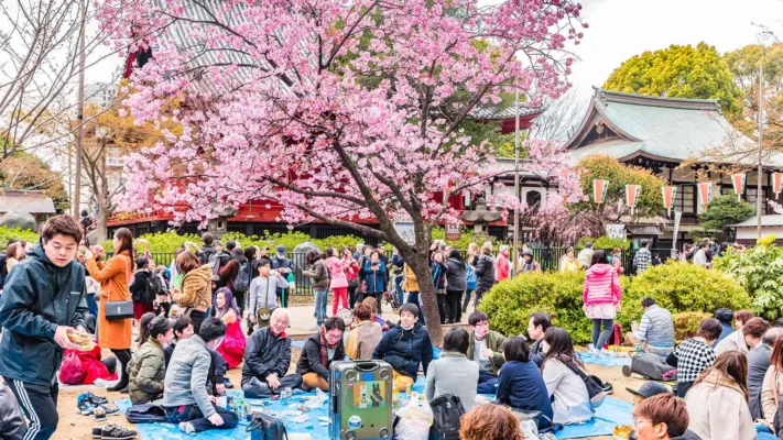Hanami Nhật Bản hoa anh đào