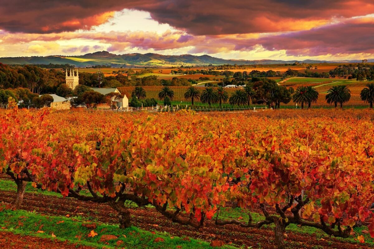 Thiên đường nho và rượu vang đặc sản đến Úc mùa thu