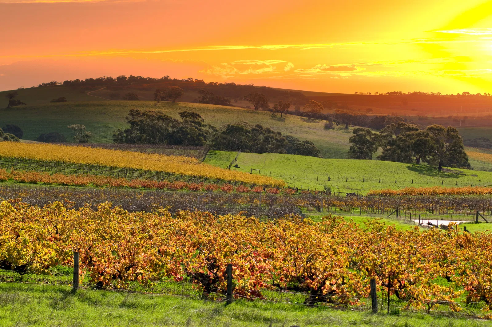 Thung lũng Barossa Úc mùa thu