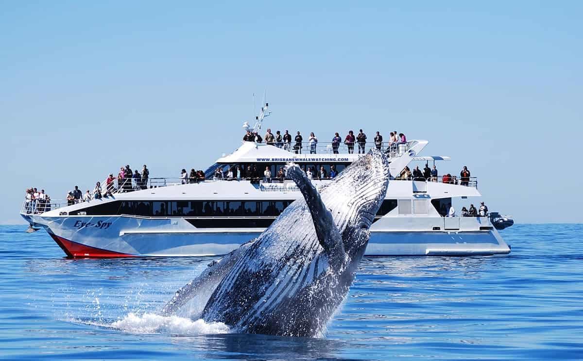 “Săn” ảnh cá voi tại Coast khi du lịch Úc mùa đông