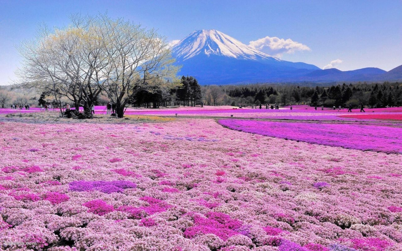 Du lịch mùa hè Nhật Bản - Chìm đắm trong muôn sắc hoa