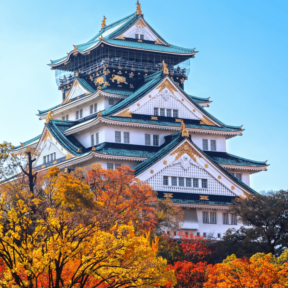 Mùa lá đỏ Nhật Bản tại lâu đài Osaka