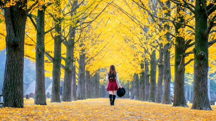 Đảo Nami - Ginkgo Tree Lane