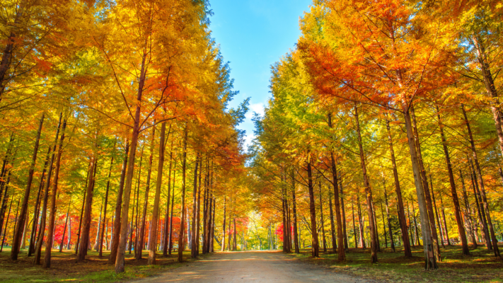 Đảo Nami - Metasequoia Lane