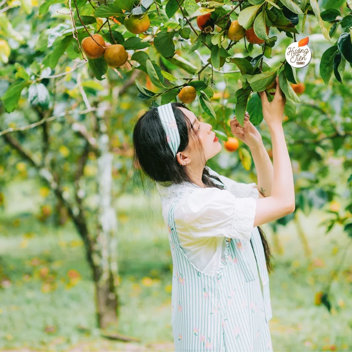 Hồng treo gió Đà Lạt