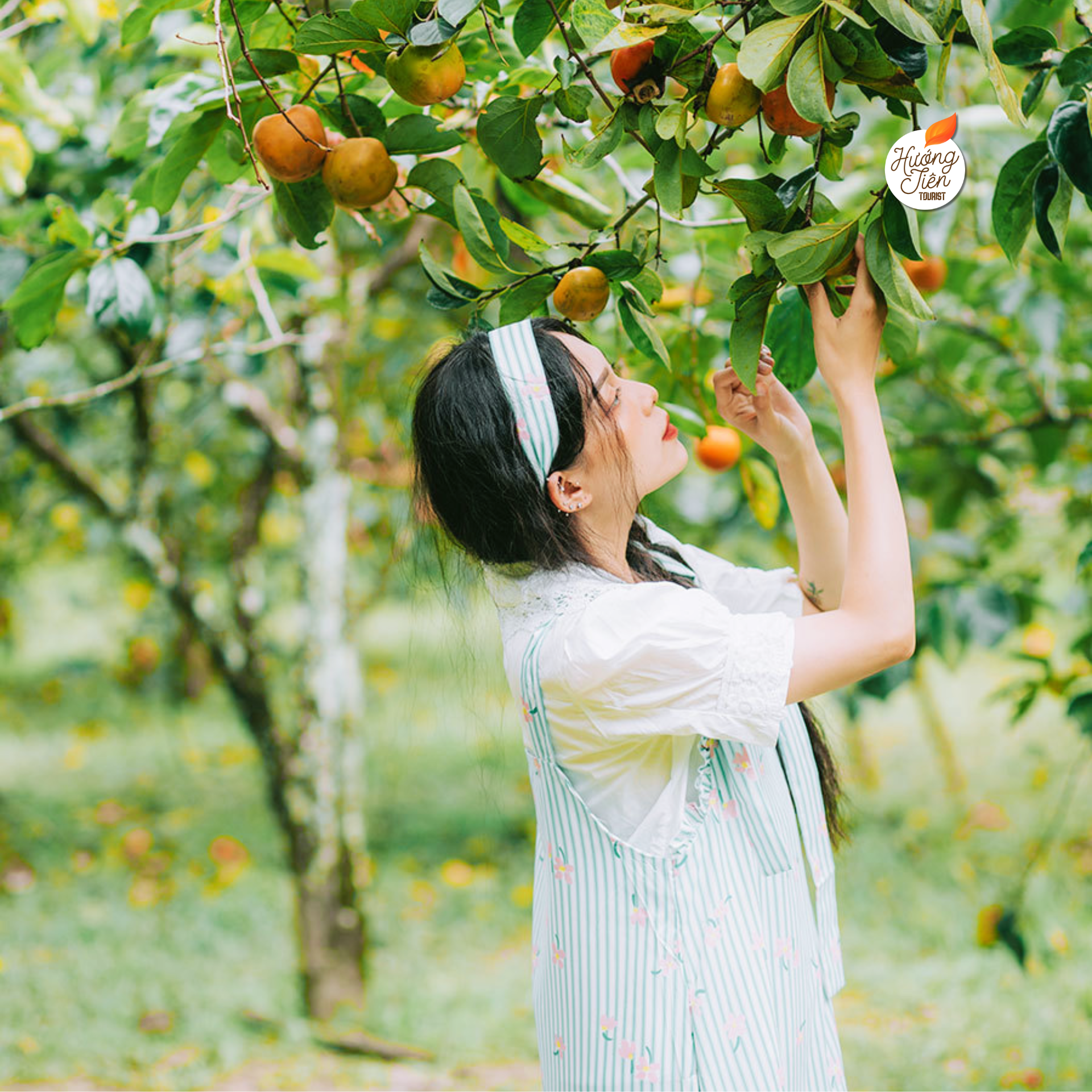 Hồng treo gió Đà Lạt