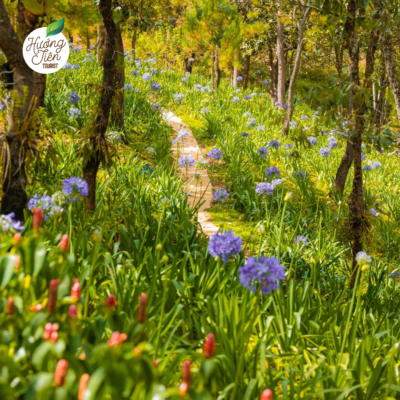 Du lịch Đà Lạt: Con đường mòn uốn lượn giữa rừng hoa agapanthus tím và các loài hoa dại khác, tạo nên khung cảnh lãng mạn đặc trưng của thành phố ngàn hoa