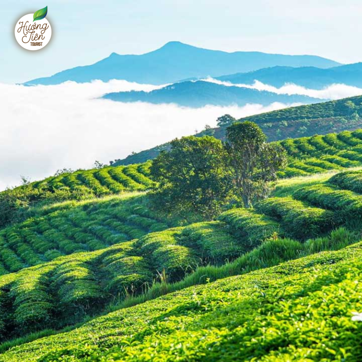 Scenic Cau Dat Tea Hill on the Da Lat Land Tour, showcasing lush tea fields and mountainous views