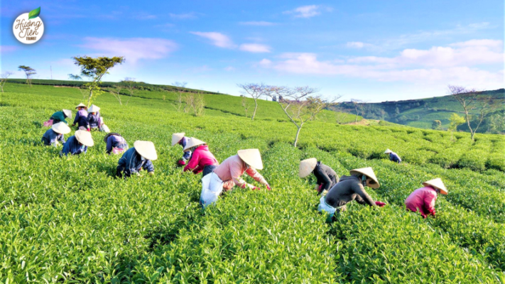 Workers handpicking tea leaves at Cau Dat Tea Hill, a cultural experience in Dalat.