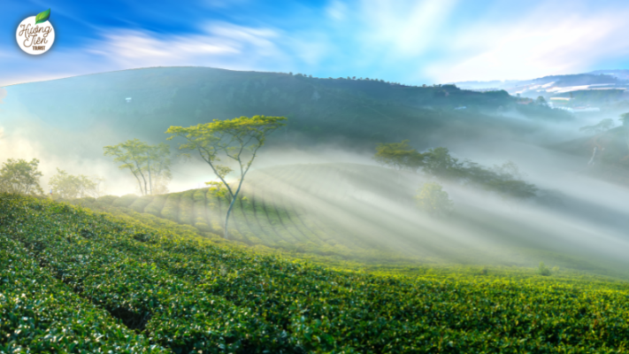 Stunning view of tea hills in Dalat, a scenic highlight of the Dalat Tour.