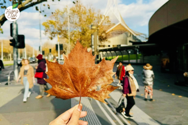 Chiếc lá mùa thu tại Hyde Park, Sydney