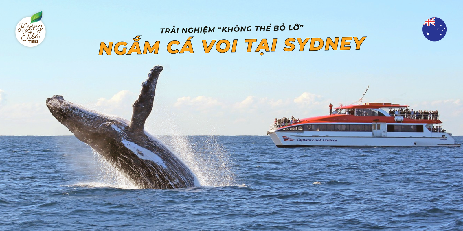 Cá voi nhảy lên mặt nước cạnh du thuyền ở Sydney